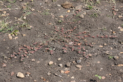 Euphorbia corrigioloides
